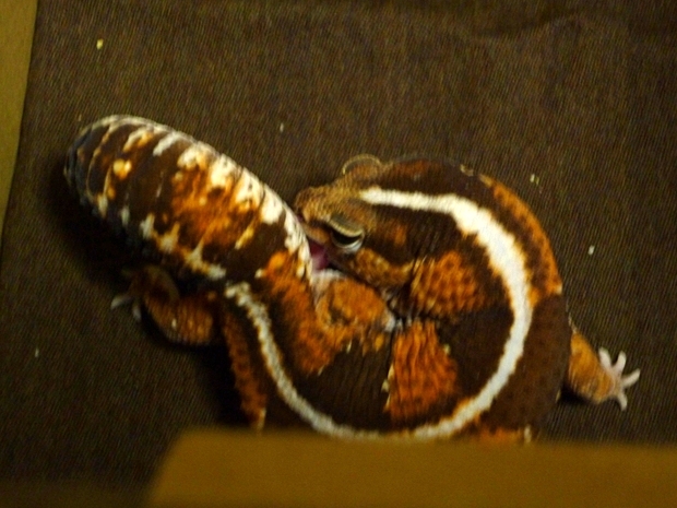 �Z���t�����e�i���X