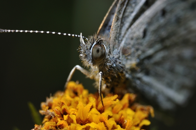 ZoomMicroNikkor�B�e��