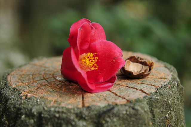 A09NII�B�e��