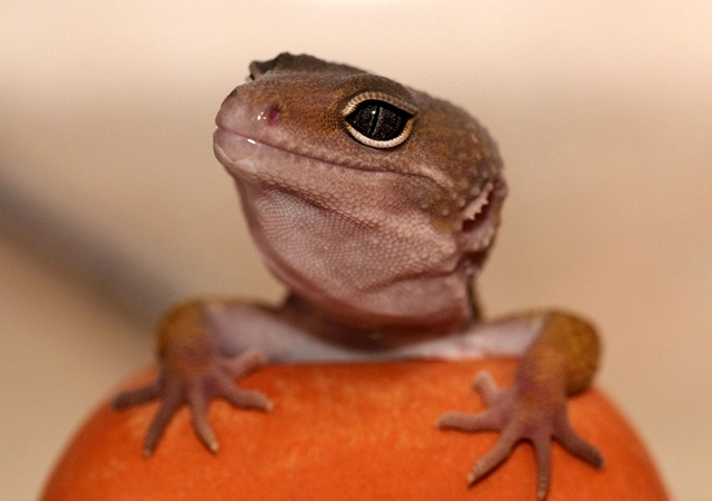 ���I�p�̓��E