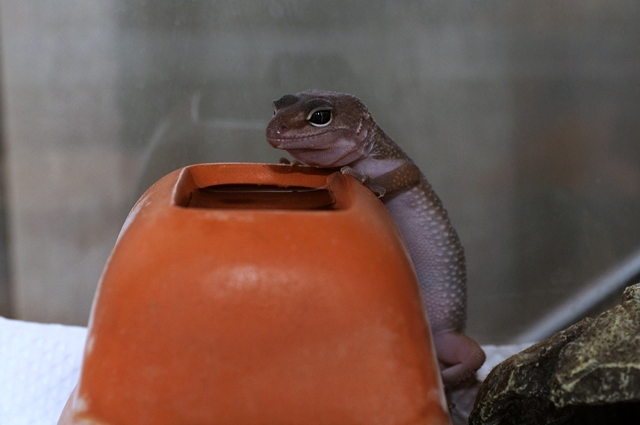 �E�F�b�g�V�F���^�[