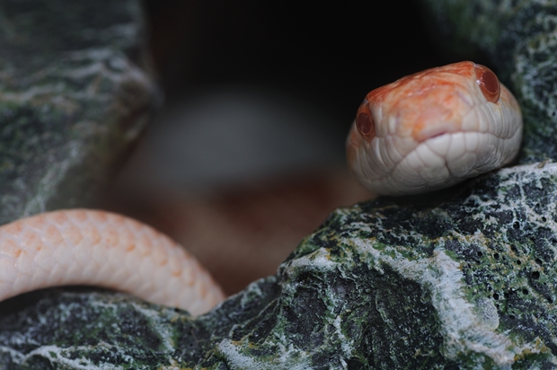 �V�F���^�[